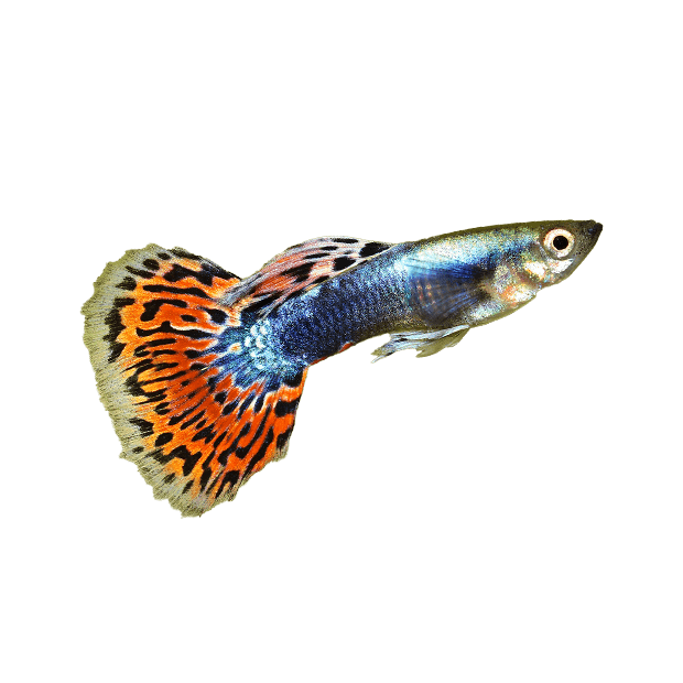 Imagem do peixe Guppy